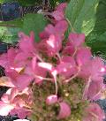 Pinky Winky Hydrangea / Hydrangea paniculata 